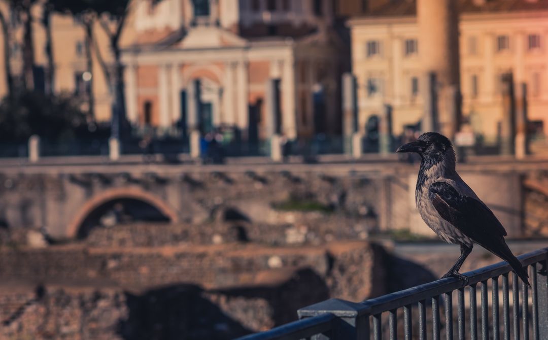 Black Bird Perching on Railing in Ancient European Town - Free Images, Stock Photos and Pictures on Pikwizard.com