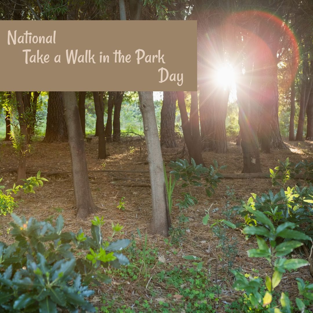 Sunlight Filtering Through Trees on National Park Day