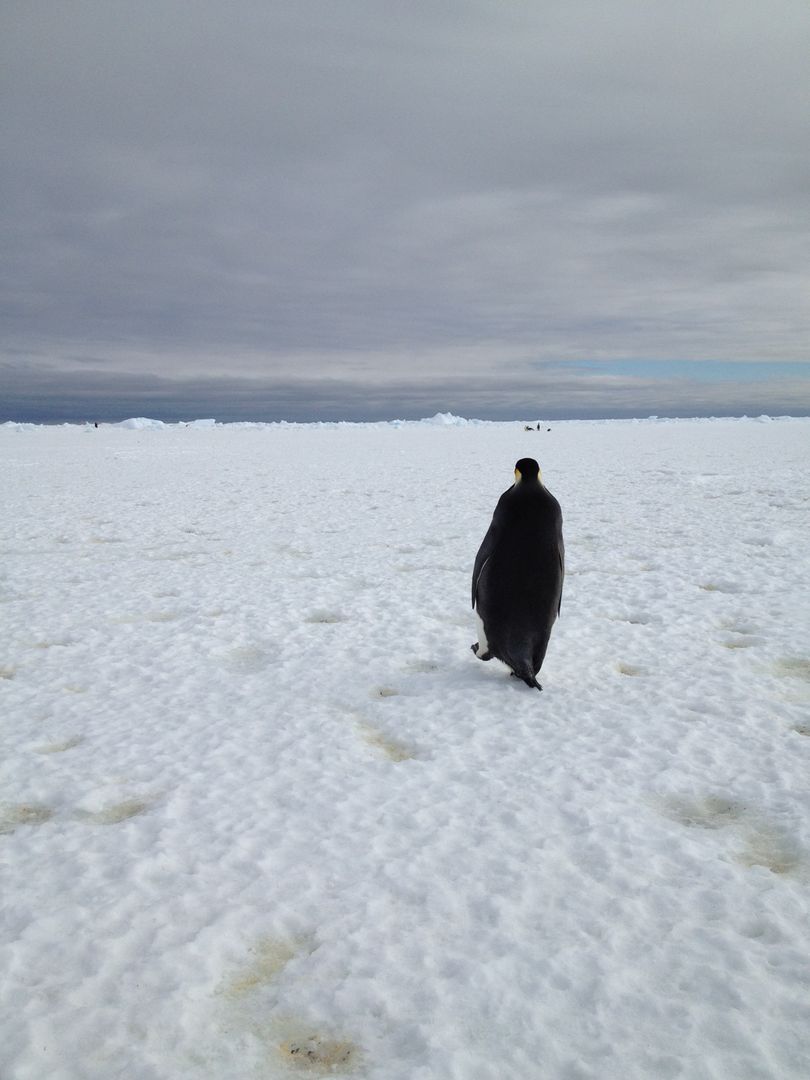 Emperor Penguin Walking Across Snow in Antarctica on Cloudy Day - Free Images, Stock Photos and Pictures on Pikwizard.com