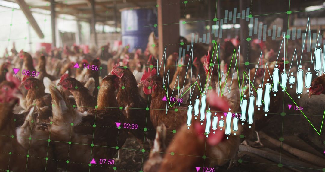 Chickens in Farm with Overlay of Financial Data Visualization