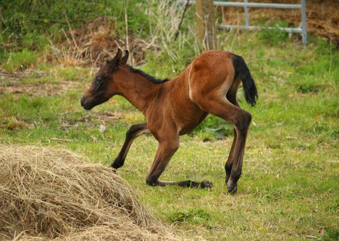 Adorable Brown Foal Standing Up in Field - Free Images, Stock Photos and Pictures on Pikwizard.com