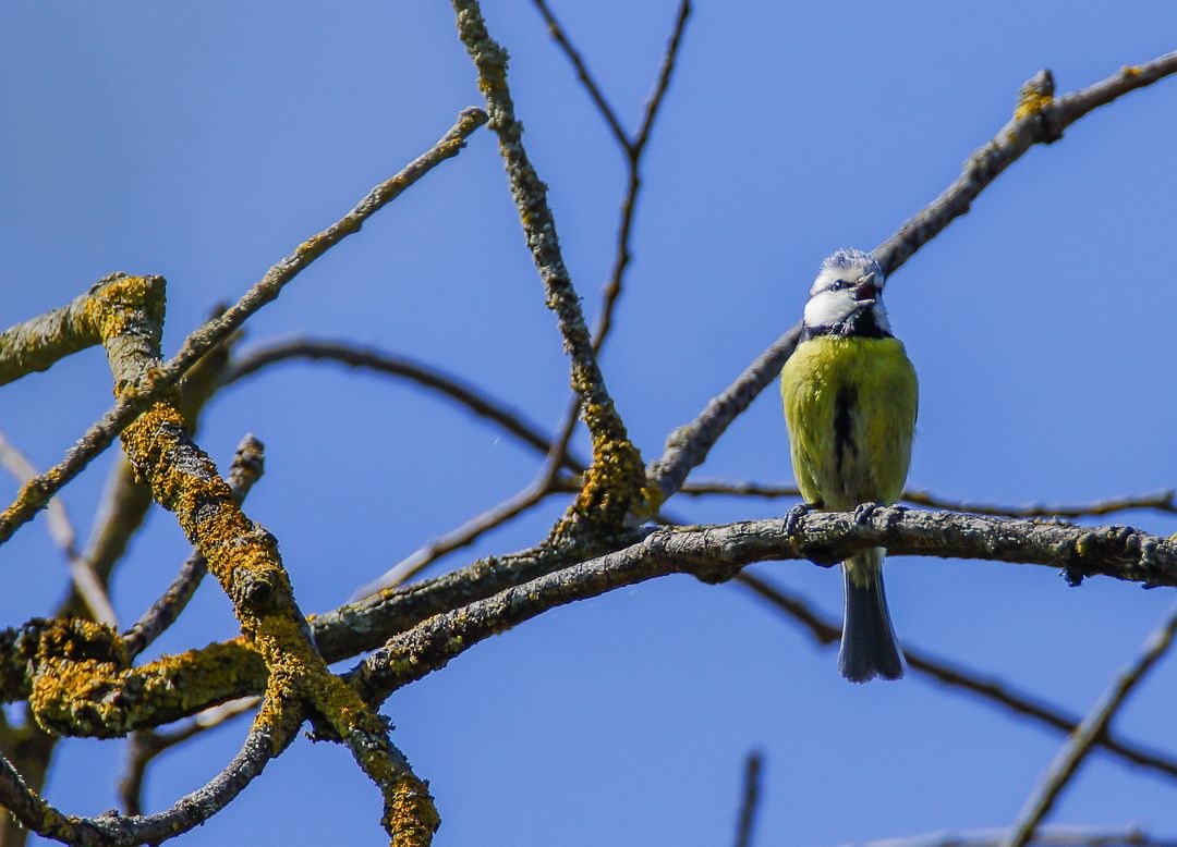 Blue Tit Sitting on Branch Against Blue Sky - Free Images, Stock Photos and Pictures on Pikwizard.com