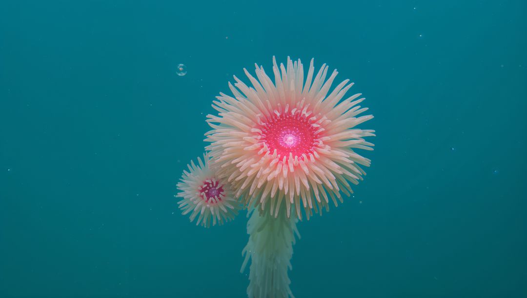 Pink Sea Anemone Floating in Teal Water, Waving Translucent Tentacles with Soft Glow