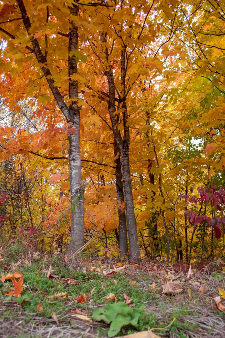 Vibrant Autumn Foliage in Serene Forest Setting