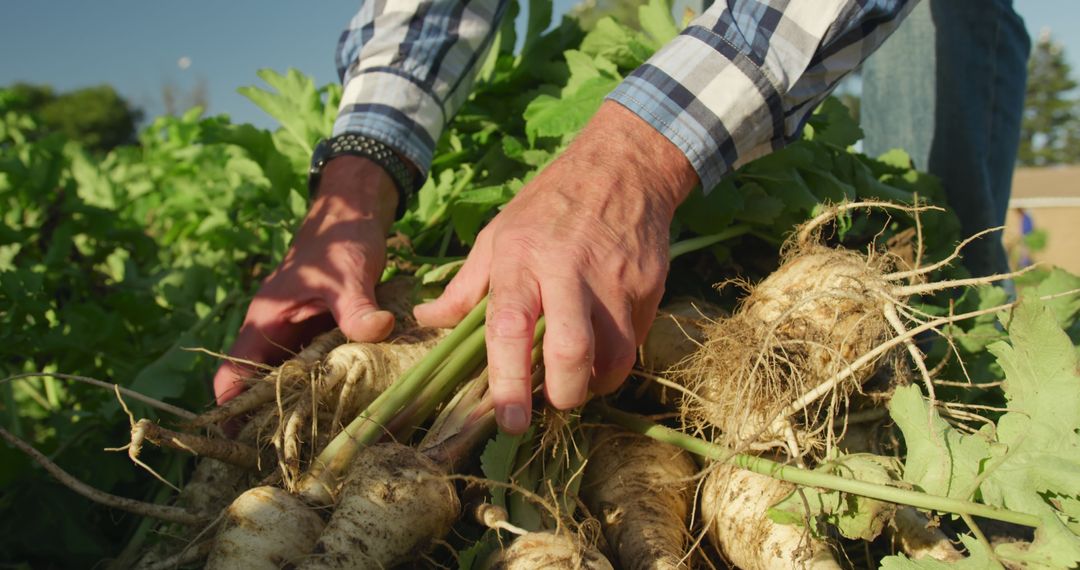 Farmer Harvesting Fresh Parsnips from Organic Farm - Free Images, Stock Photos and Pictures on Pikwizard.com