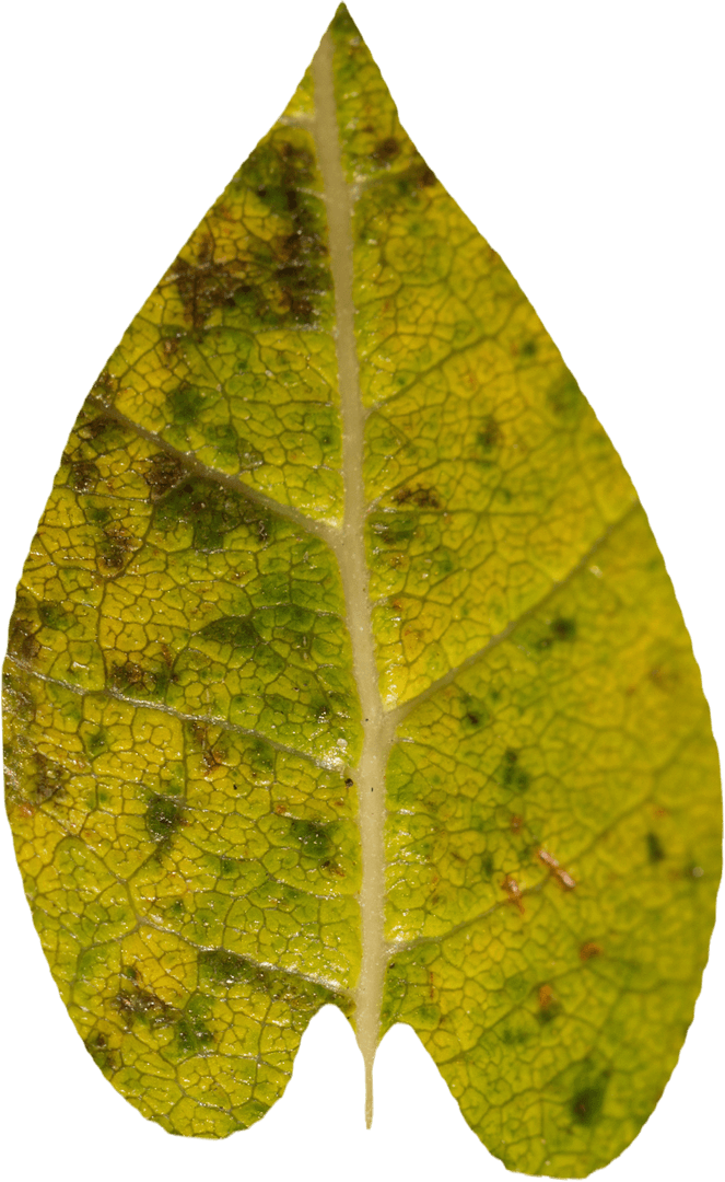 Close-Up View of Transparent Green Leaf with Natural Spots
