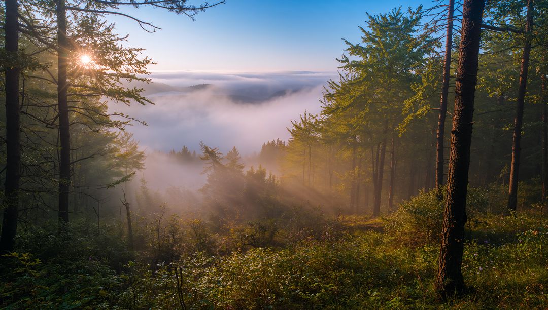 Sunlight streaming through pine forest onto mist-filled valley at dawn with golden rays