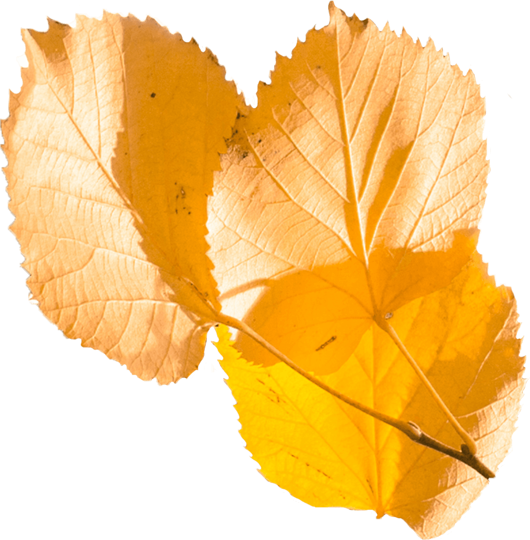 Transparent Illustration of Autumn Leaves in Warm Orange Shade