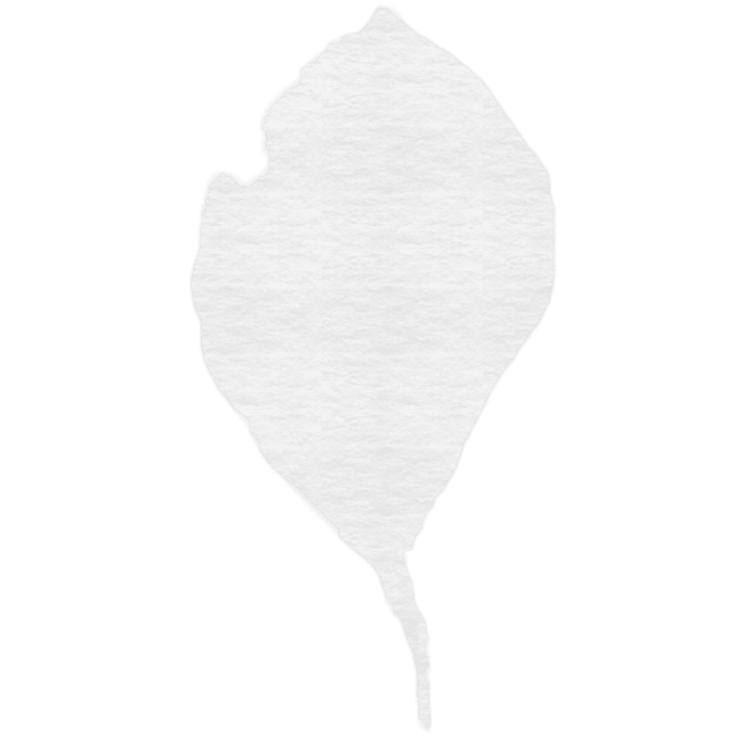 Abstract Transparent Leaf Silhouette on White Background