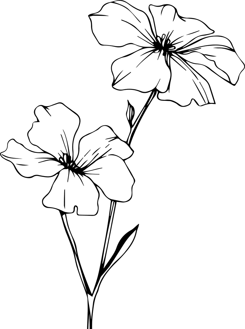 Minimalist Botanical Sketch with Clear Floral Transparency Effect