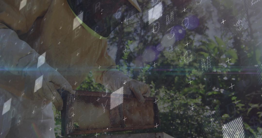 Beekeeper Examining Honeycomb Frame with Digital Overlays