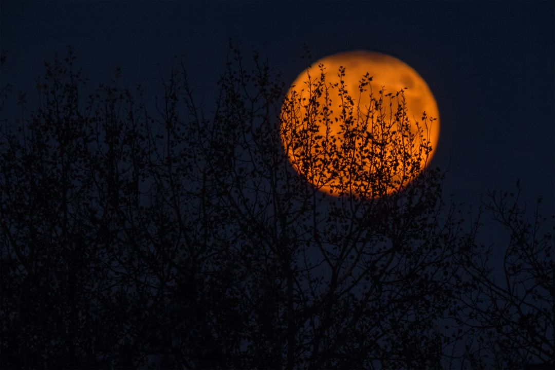 Orange Moon Glow Through Silhouetted Branches at Night
