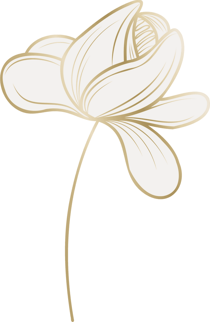 Exquisite Ivory Petal Flower on Transparent Background