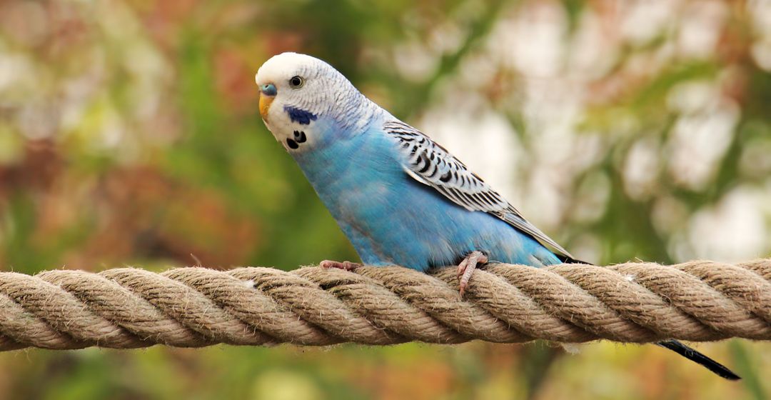 Vibrant Blue Budgerigar Perching on Rope with Blurred Nature Background - Free Images, Stock Photos and Pictures on Pikwizard.com