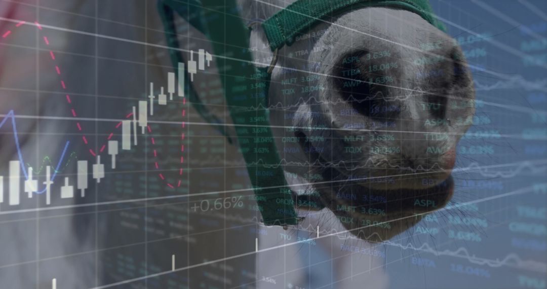 Horse and Finance Data Creativity Merging Agriculture and Investment