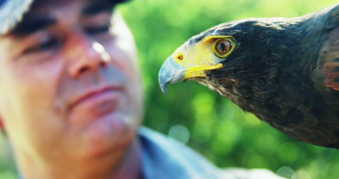 Experienced Falconer Bonding with Majestic Hawk in Nature - Free Images, Stock Photos and Pictures on Pikwizard.com