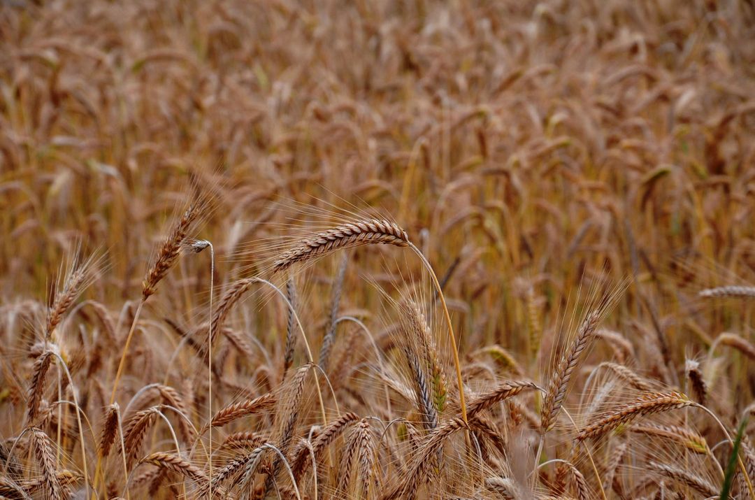 Wheat grains crops  - Free Images, Stock Photos and Pictures on Pikwizard.com