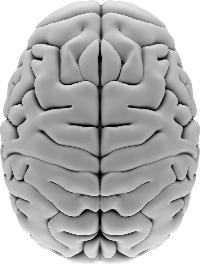 Transparent 3D Digital Human Brain Top View Representation - Download Free Stock Images Pikwizard.com