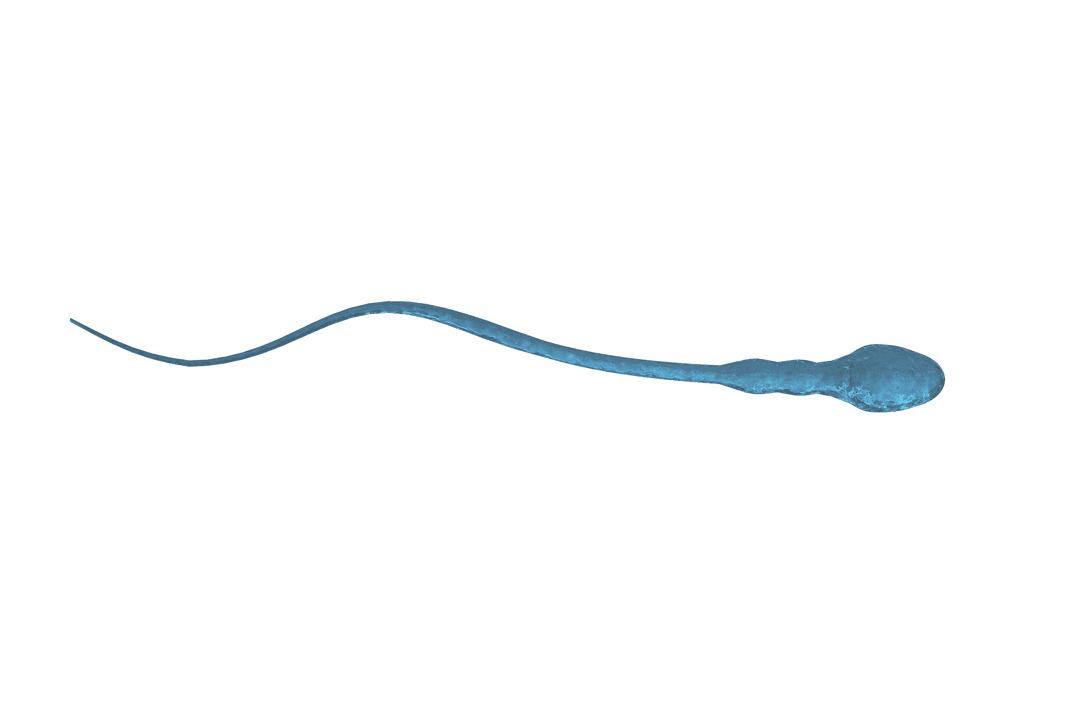 Single Sperm Cell on Transparent Background for Biological Studies