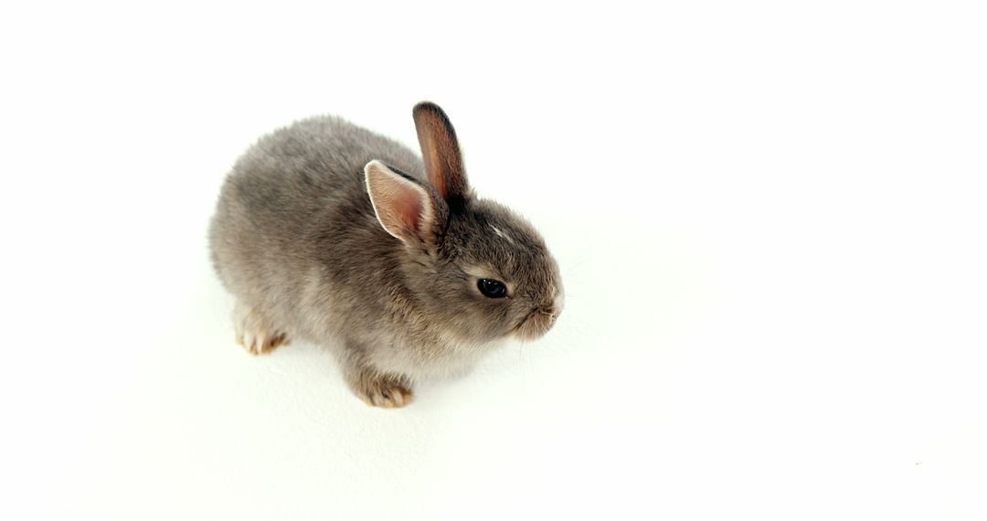 A small grey rabbit sits against a white background, with copy space - Free Images, Stock Photos and Pictures on Pikwizard.com