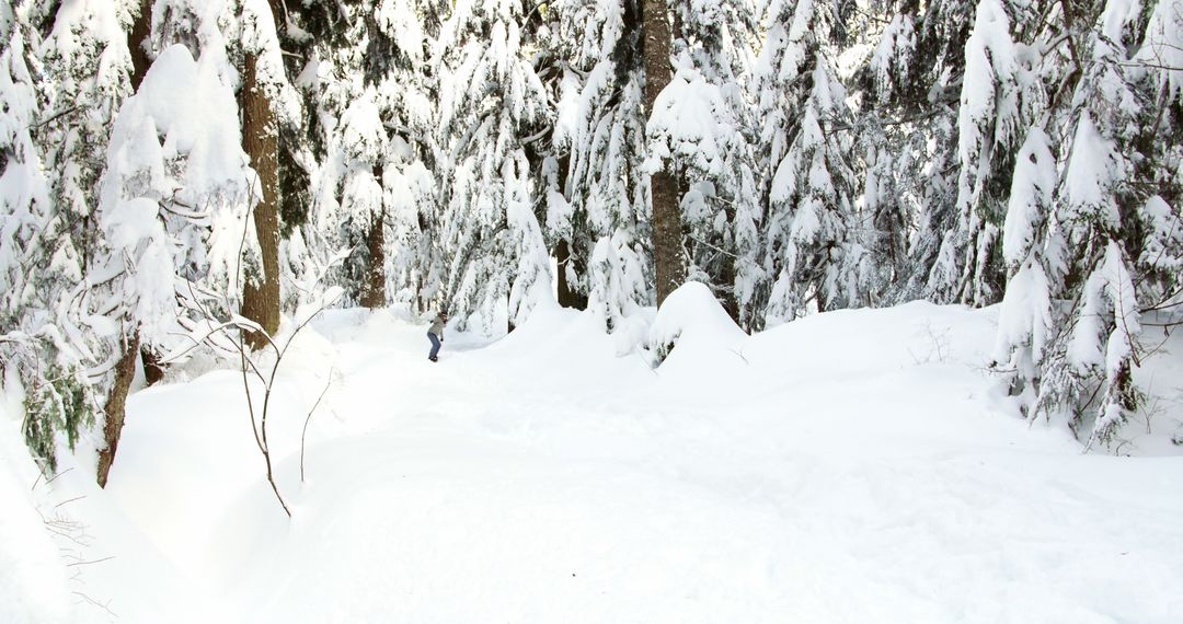 Snowy Forest Landscape with Pine Trees - Free Images, Stock Photos and Pictures on Pikwizard.com