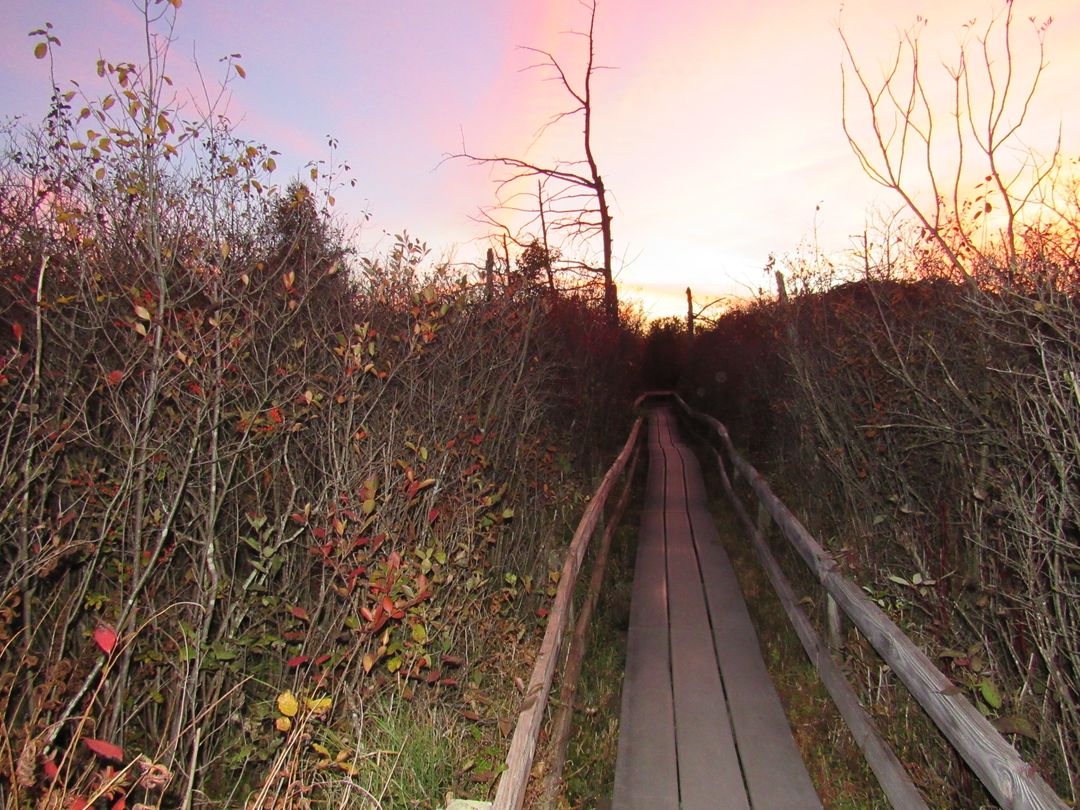Scenic wooden boardwalk through forest at sunset - Free Images, Stock Photos and Pictures on Pikwizard.com