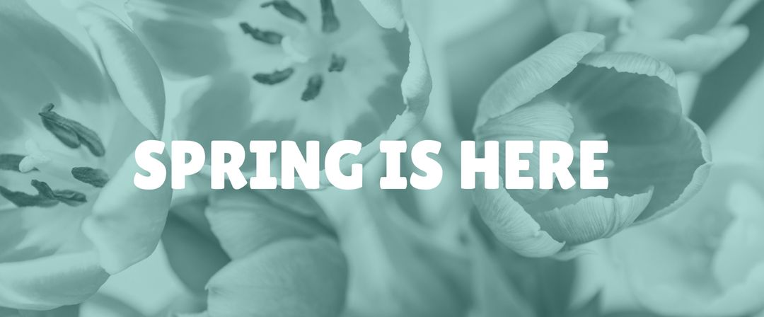 Delicate Tulips Whispering Spring and Renewal