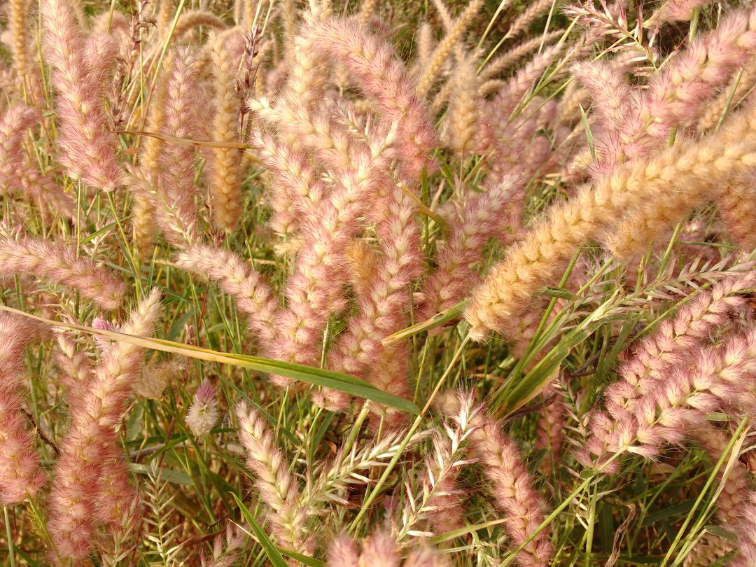 Close-up of Wild Foxtail Grass in Nature - Free Images, Stock Photos and Pictures on Pikwizard.com