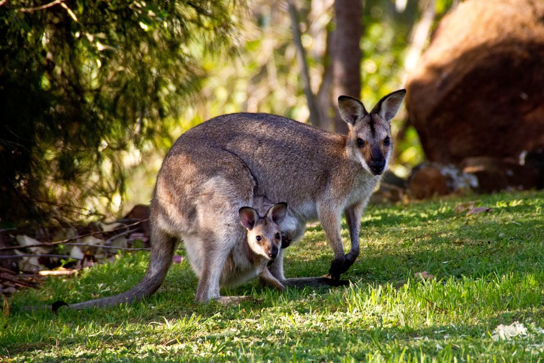 Mother Kangaroo with Joey Peeking from Pouch in Natural Habitat
