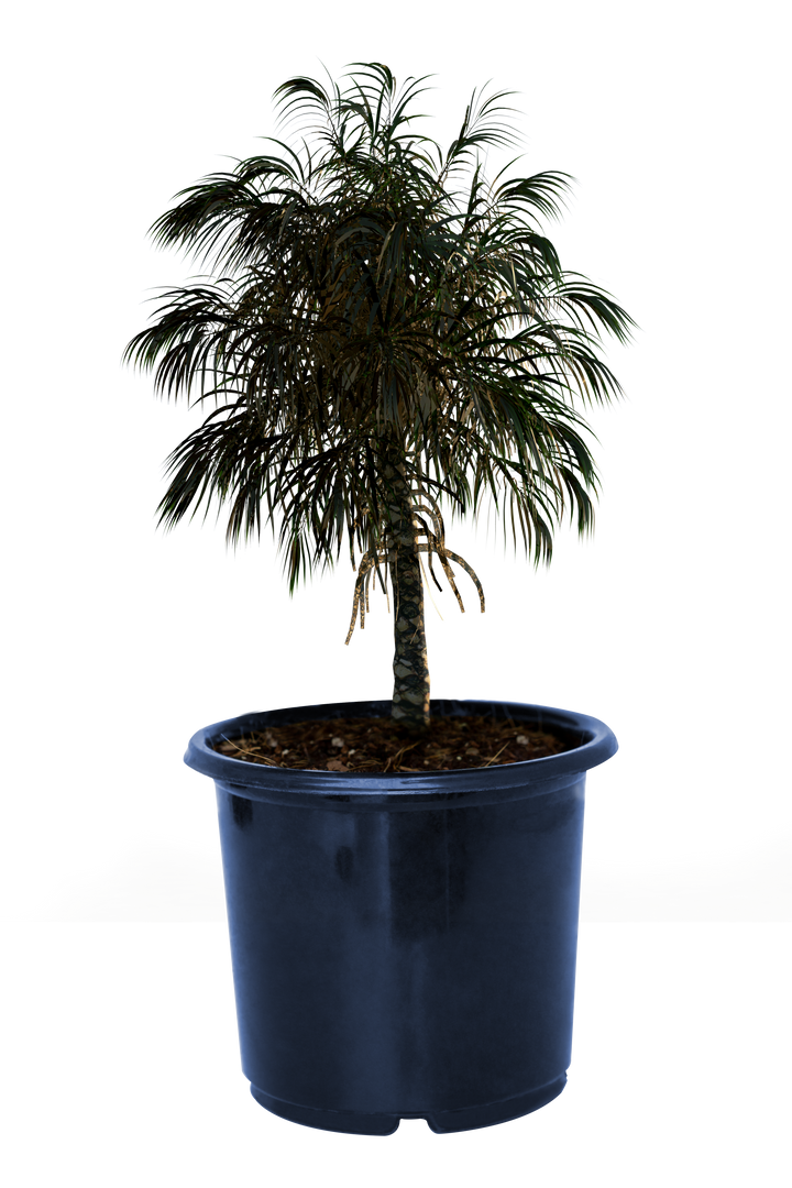 Transparent PNG Illustration of Plant in Blue Pot on Transparent Background - Download Free Stock Images Pikwizard.com