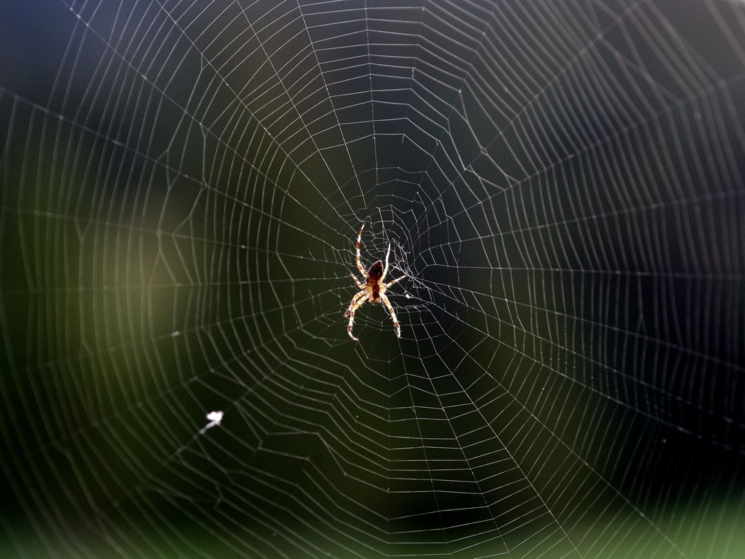 Close-up of a Spider Sitting in Its Web with Dew Drops - Free Images, Stock Photos and Pictures on Pikwizard.com