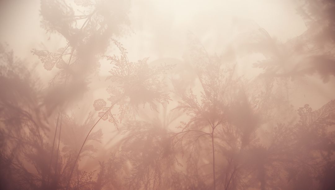 Ethereal Backlit Meadow Grasses Swaying in Misty Dawn Glow with Feathery Silhouettes