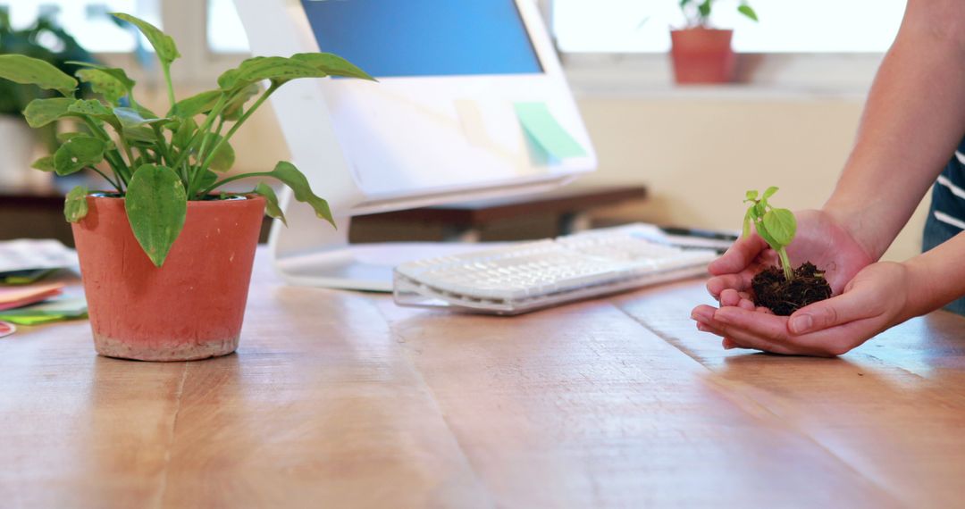 Person Holding Small Plant while Watering Desk Plant in Office - Free Images, Stock Photos and Pictures on Pikwizard.com