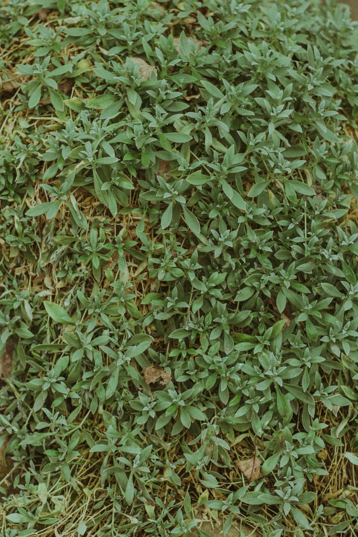 Lush Green Foliage Growing on Forest Floor - Free Images, Stock Photos and Pictures on Pikwizard.com