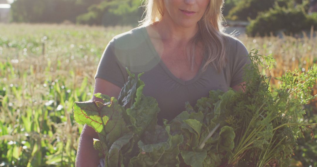 Woman Collecting Fresh Vegetables in Sunlit Field - Free Images, Stock Photos and Pictures on Pikwizard.com