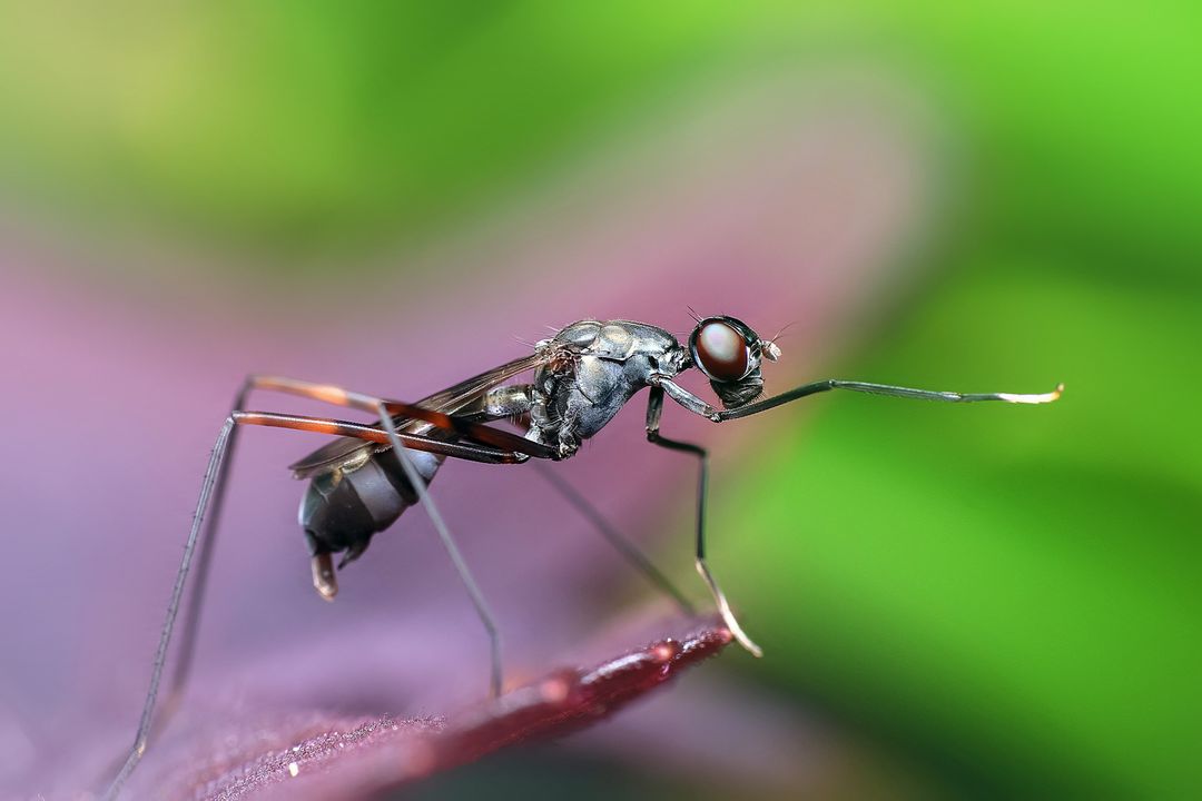 Macro Shot of Fly Posing on Plant Stem with Vibrant Background - Free Images, Stock Photos and Pictures on Pikwizard.com