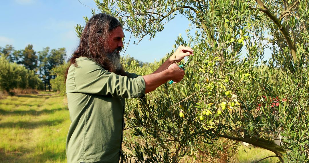 A middle-aged Caucasian man is pruning an olive tree in an orchard, with copy space - Free Images, Stock Photos and Pictures on Pikwizard.com