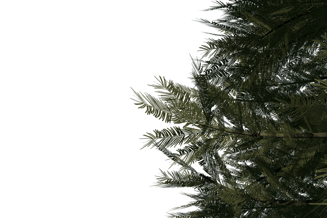 Christmas Tree Branches on Transparent Background for Festive Designs