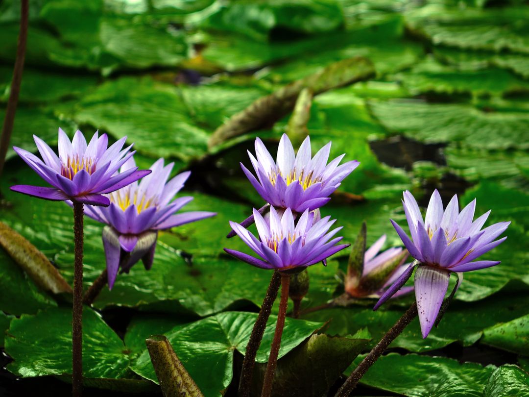 Purple Water Lilies in Bloom Over Green Lily Pads - Free Images, Stock Photos and Pictures on Pikwizard.com