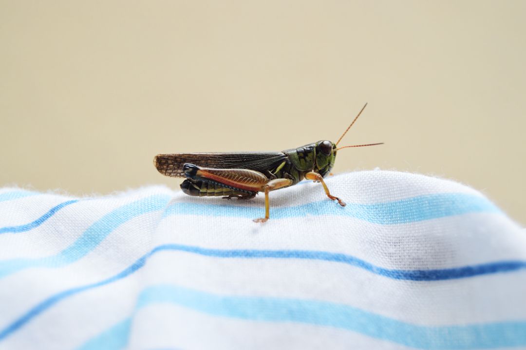 Green grasshopper resting on blue-striped cloth close-up macro insect detail and texture