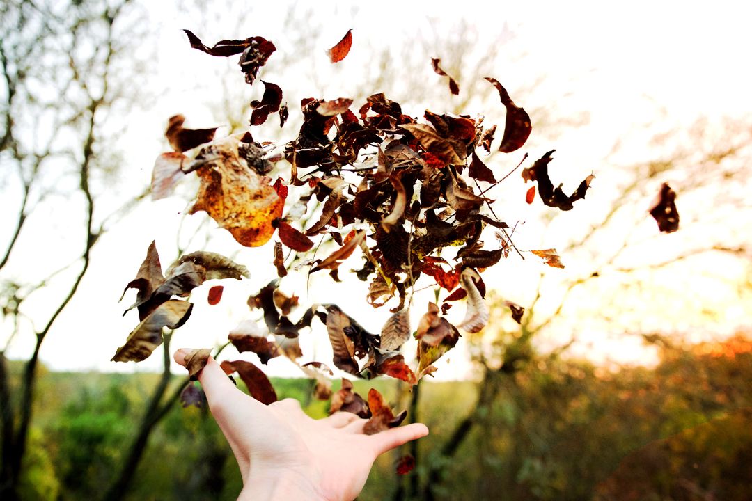 Hand Tossing Autumn Leaves in Air at Sunset - Free Images, Stock Photos and Pictures on Pikwizard.com