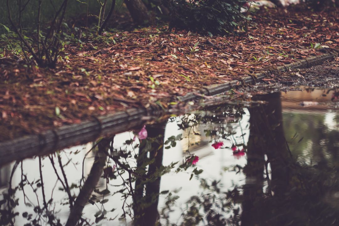 Puddle Reflecting Trees and Flowers in Garden