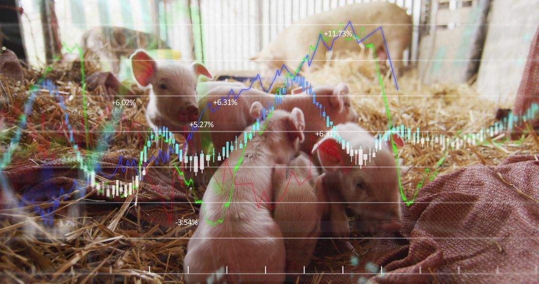 Young Piglets Resting in Barn with Financial Chart Overlay
