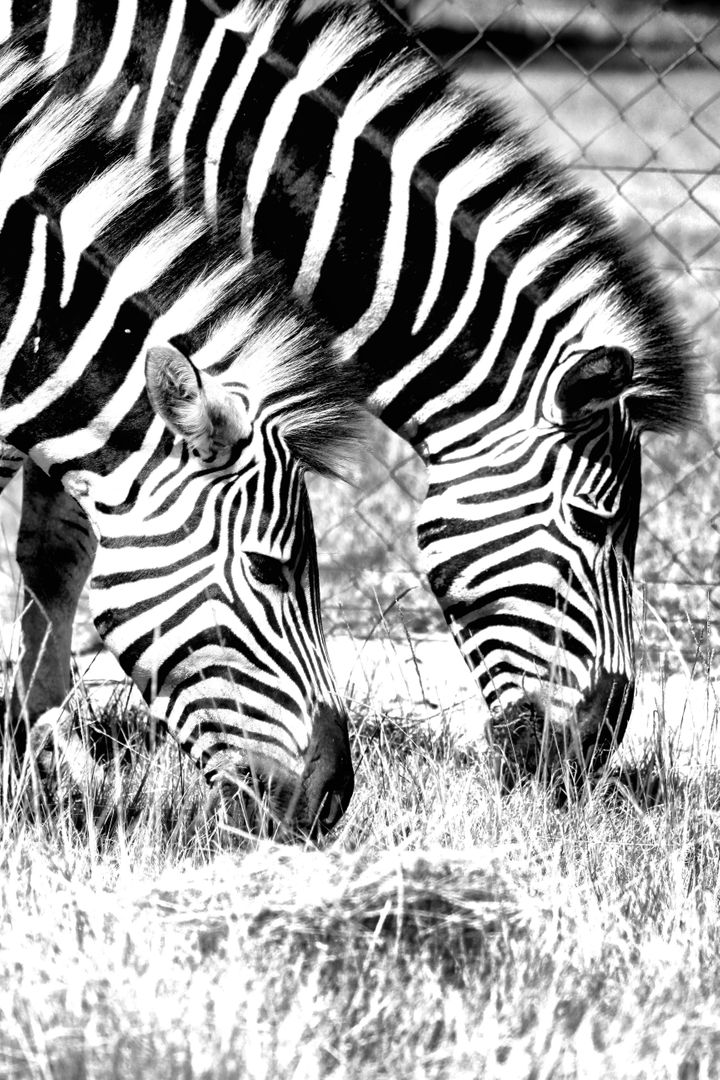 Equine Zebra Ungulate - Free Images, Stock Photos and Pictures on Pikwizard.com