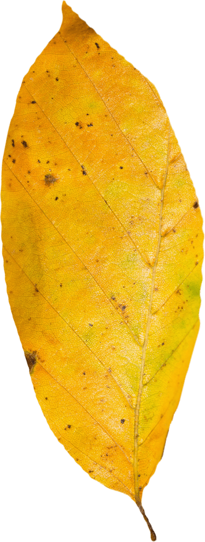 Transparent Orange Autumn Leaf on White Background