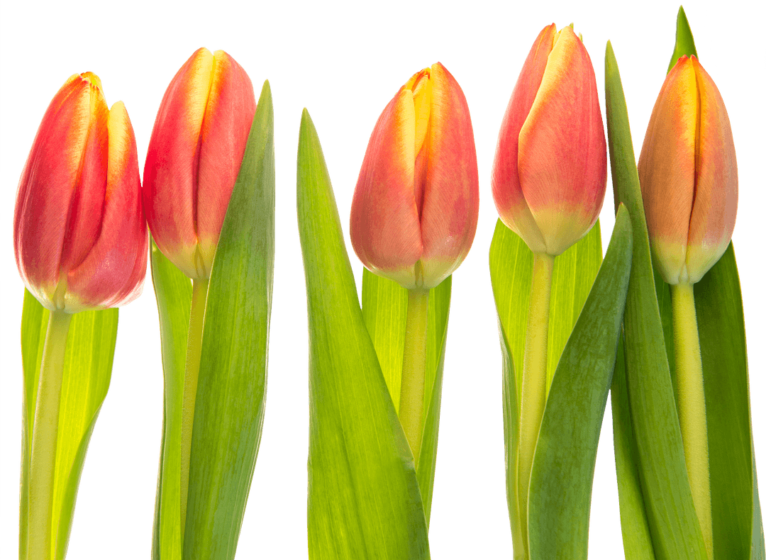 Red Tulips on Transparent Background Isolated Vector