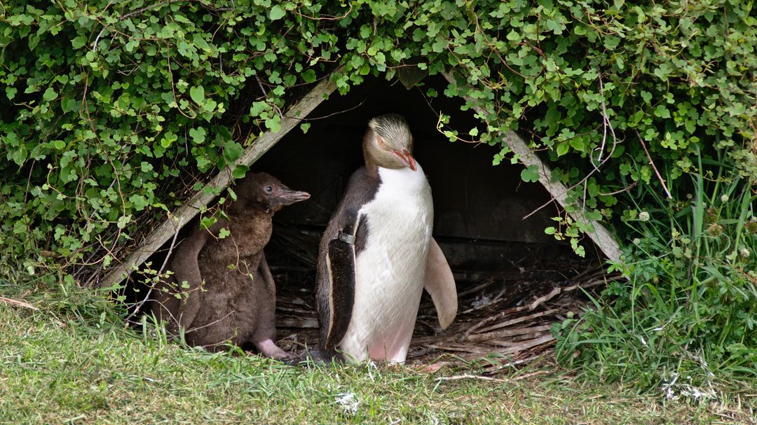 Yellow-eyed Penguins Nesting Together in Natural Habitat - Free Images, Stock Photos and Pictures on Pikwizard.com