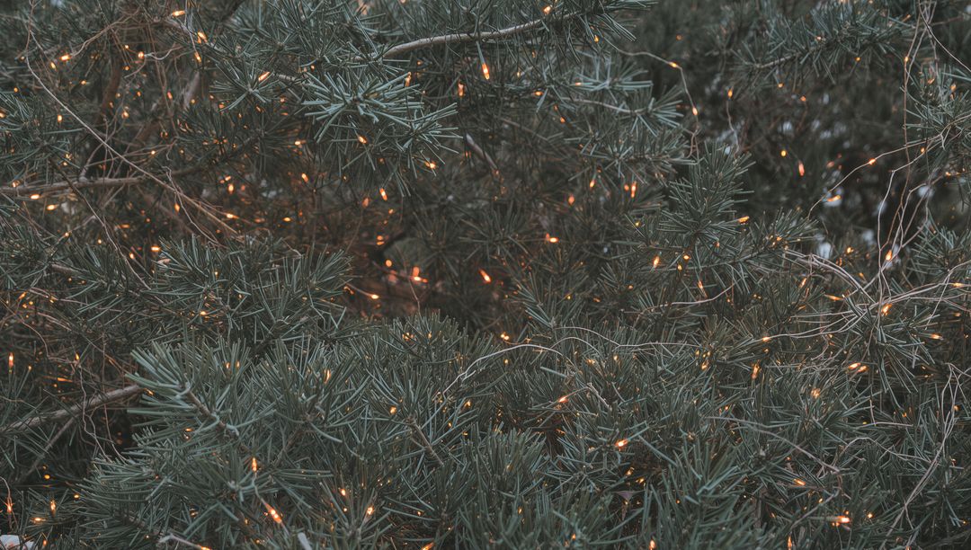 Twilight evergreen branches glowing with warm fairy lights across dense conifer needles