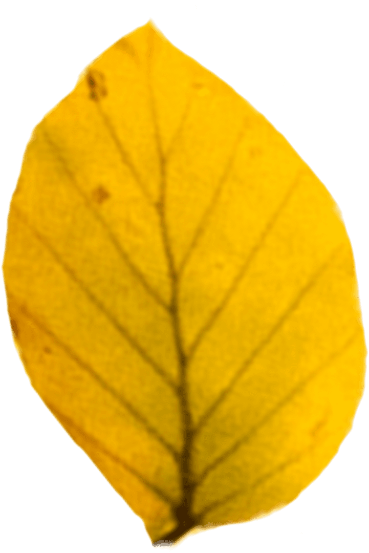 Yellow Leaf Illustration on Transparent Background for Autumn Design