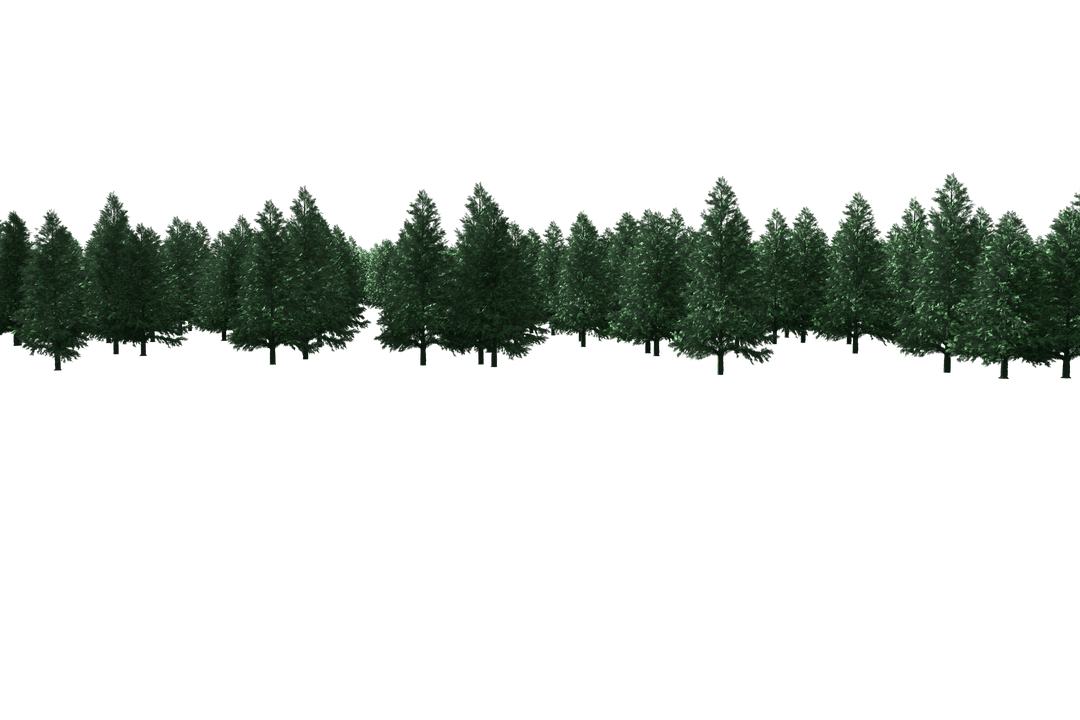 Row of Fir Trees on Transparent Background Illustrating Nature